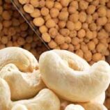 cashew nut and peanut production
